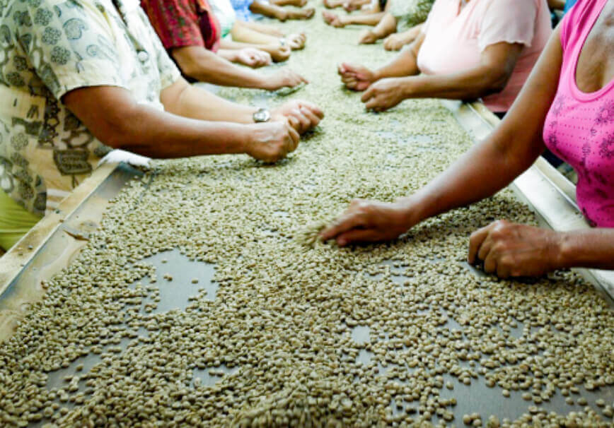 コーヒーは農作物 その時に美味しいコーヒーをお届け